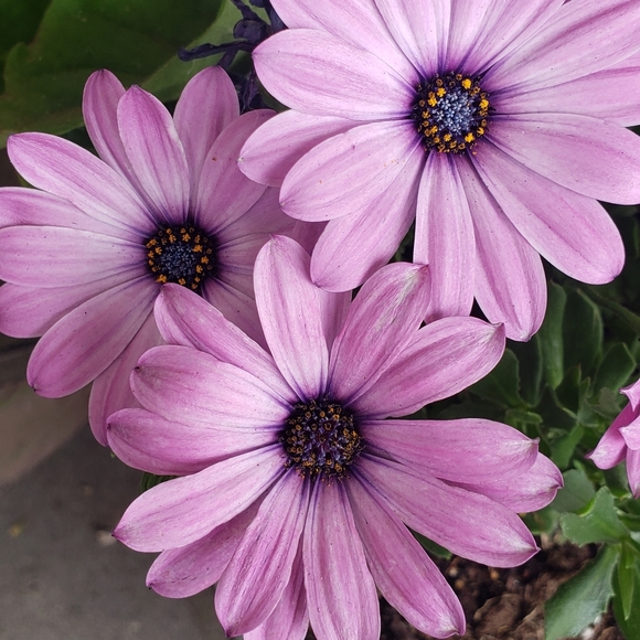 Meet your Posher, Brenda, ~HipFarmChick Designs~ - Picture 15 of 16